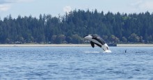 Orcas puget sound